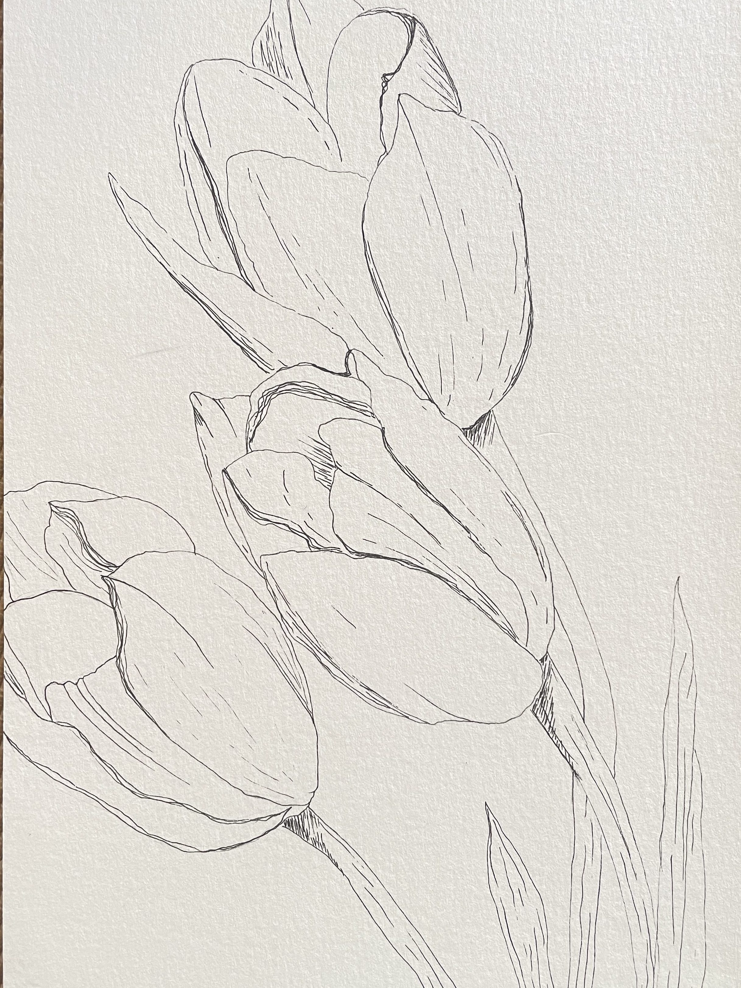 Ink Sketch of Tulips