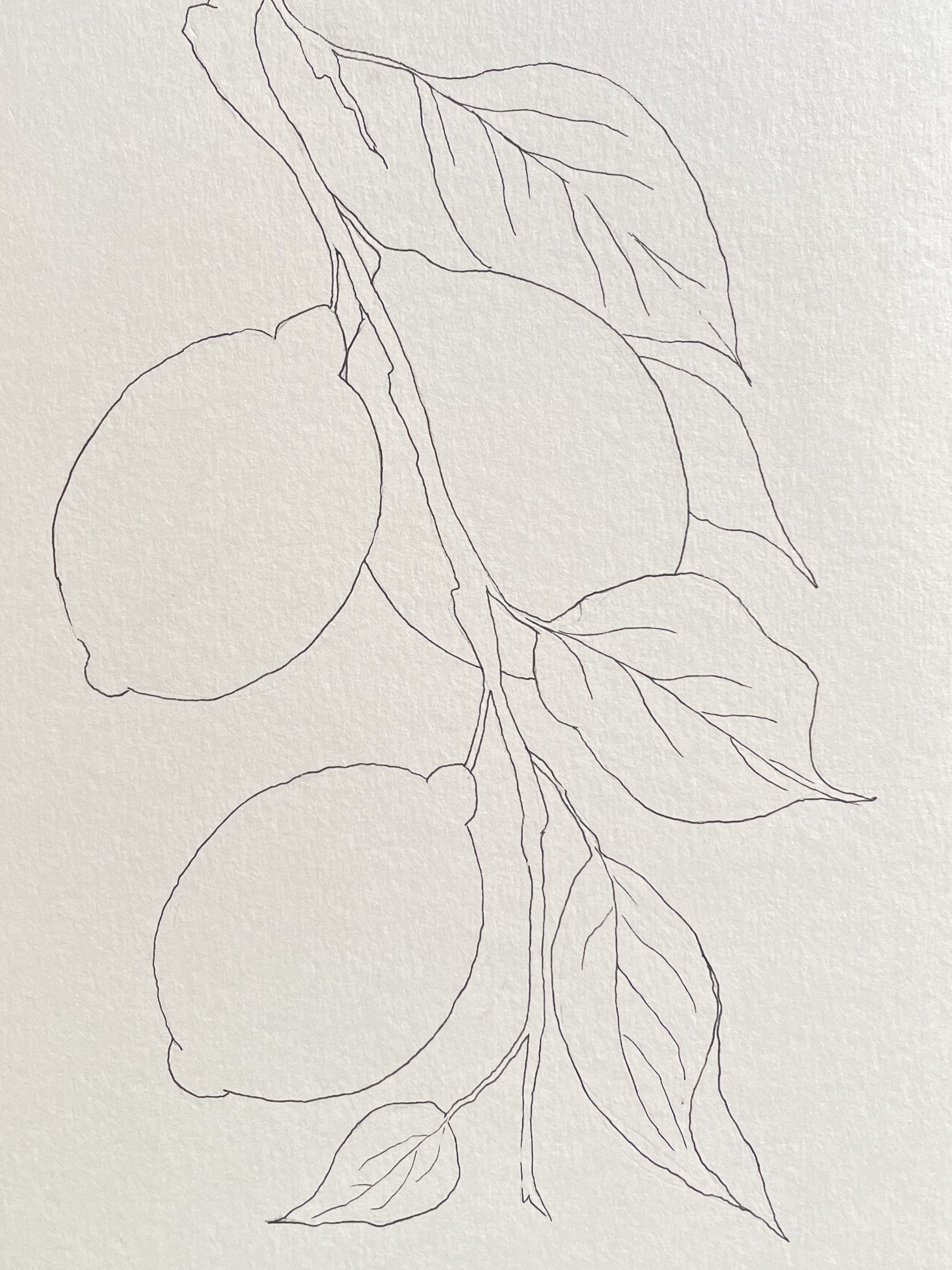Lemon Ink Sketch 
