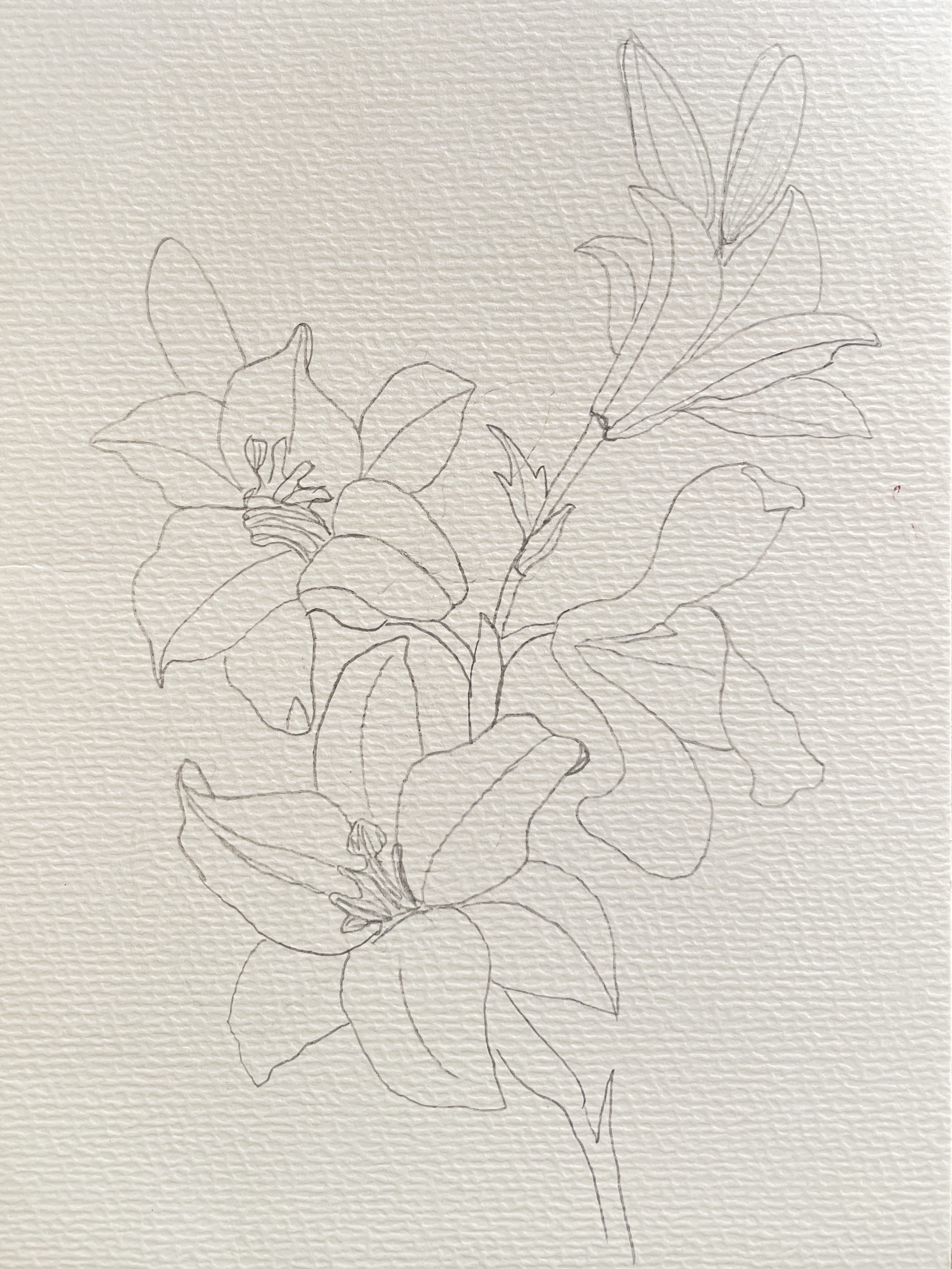 Floral Sketch Illustration